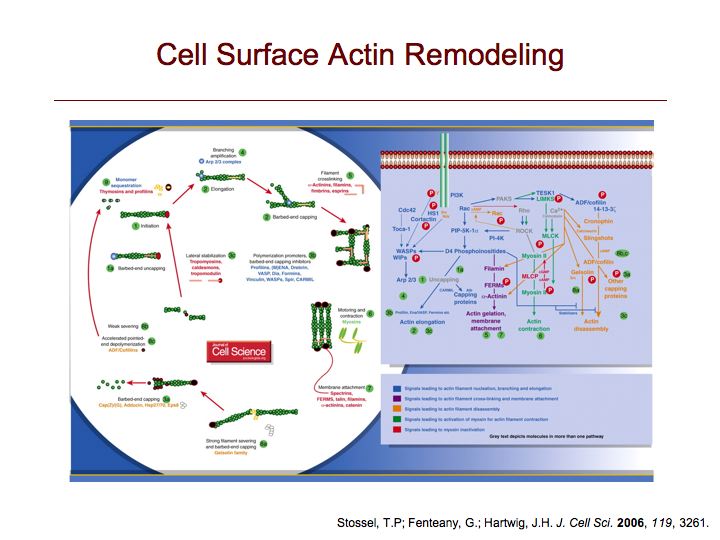 Cell Surface Actin Remodeling