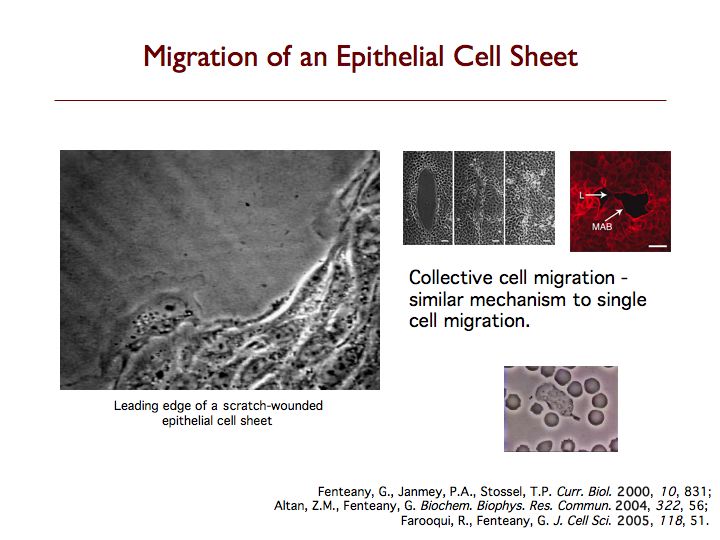 Epithelial Cell Sheet Migration