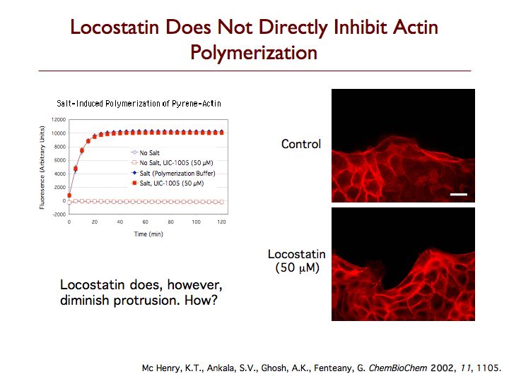 Locostatin has no direct effect on actin.