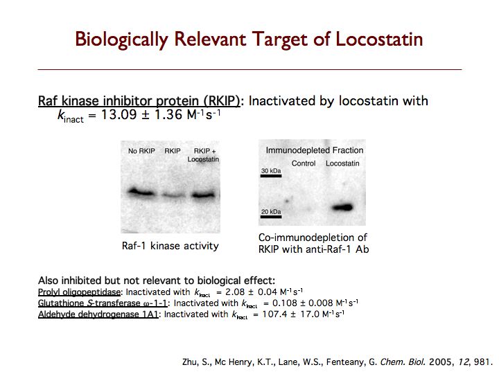 Raf kinase inhibitor protein (RKIP) is the relevant target of locostatin.
