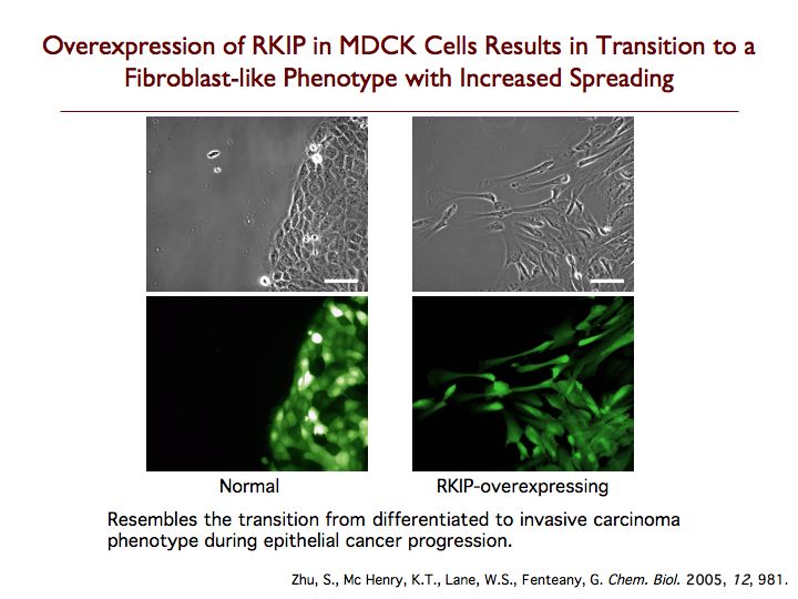 Overexpression of RKIP in Cells