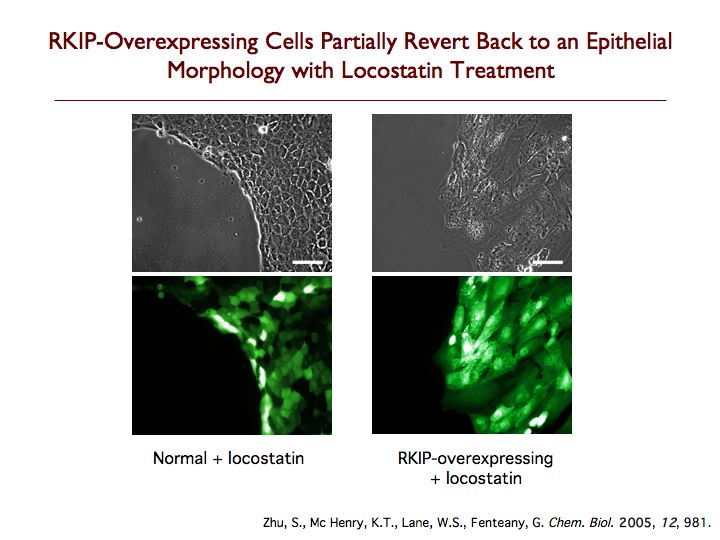 Treatment of RKIP-Overexpressing Cells with Locostatin