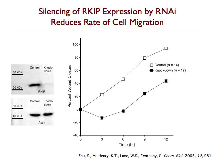 siRNA-Mediated Knockdown of RKIP in Cells