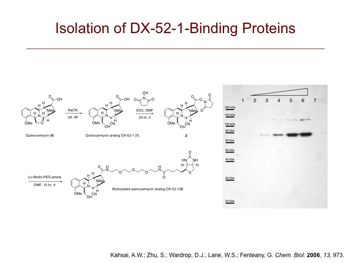 DX-52-1-Binding Proteins