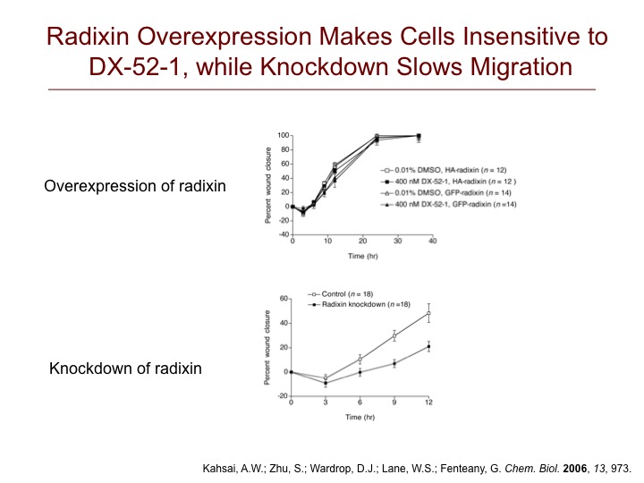 Confirmation of Radixin as a Relevant Target of DX-52-1