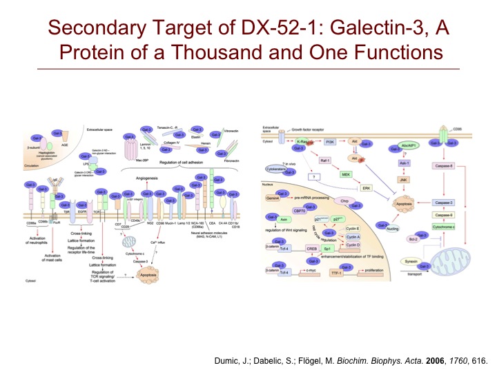 Galectin-3 Functions