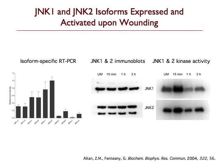 JNK Activation after Wounding