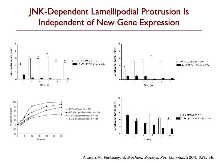 JNK & Gene Expression
