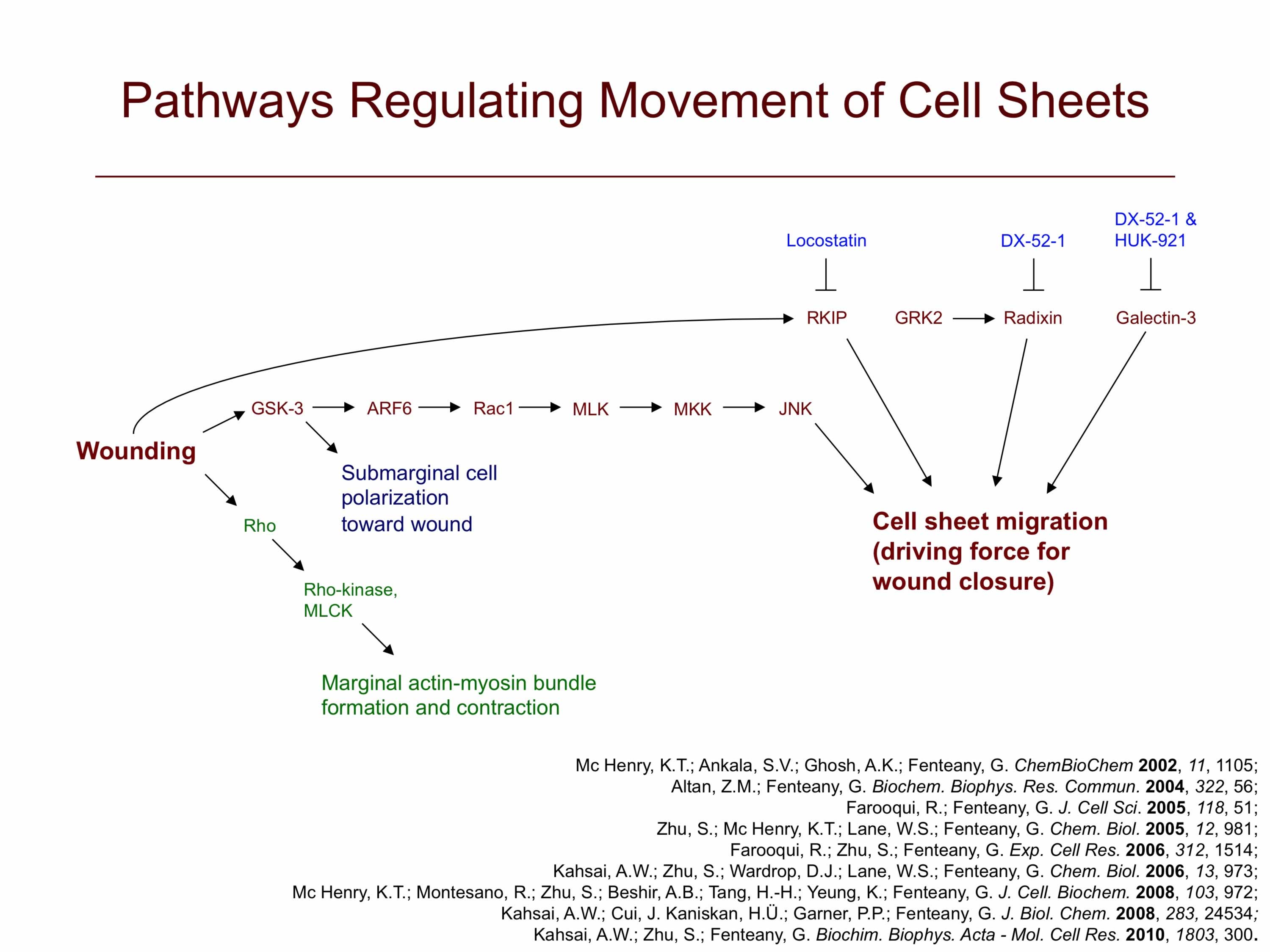 Signaling to Cell Sheet Migration and Wound Closure